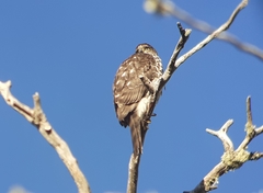 Accipiter chilensis