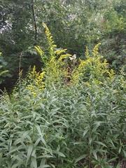 Solidago gigantea