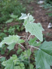 Populus alba