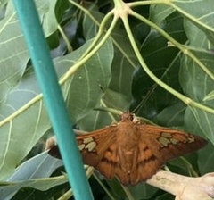 Nascus phocus