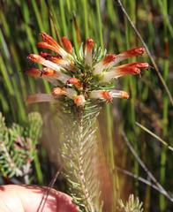 Erica thomae thomae