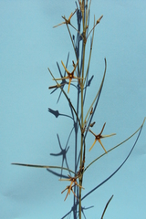 Brachystelma chloranthum