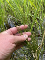 Eleocharis engelmannii