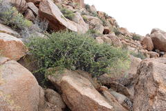 Commiphora capensis