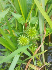 Sparganium erectum erectum