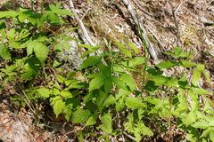 Rubus idaeus strigosus