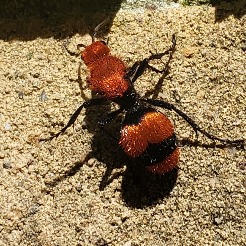 Common Eastern Velvet Ant from Alfonso, VA 22503, USA on August 21 ...