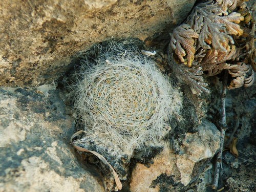 Mammillaria lenta
