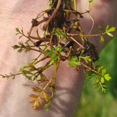 Helosciadium inundatum