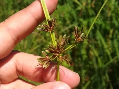 Cyperus fuscus