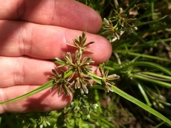 Cyperus fuscus