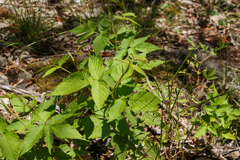 Rubus idaeus strigosus