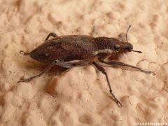 Coniocleonus pelletii