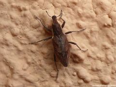 Coniocleonus pelletii