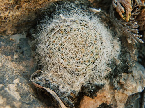 Mammillaria lenta