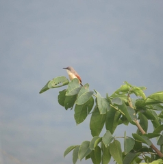 Prinia erythroptera