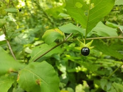 Atropa belladonna