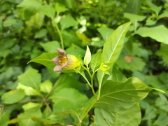 Atropa belladonna