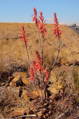 Aloe greatheadii davyana
