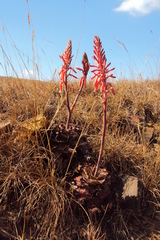 Aloe greatheadii davyana