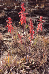 Aloe greatheadii davyana
