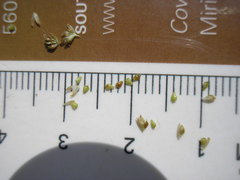 Eleocharis engelmannii