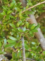 Coprosma obconica
