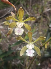 Encyclia belizensis