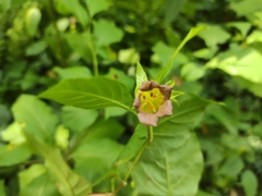 Atropa belladonna