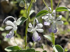 Trichostema arizonicum
