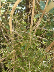 Coprosma obconica