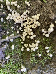 Roridomyces austrororidus