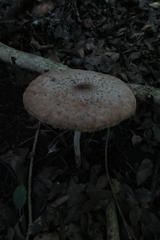 Macrolepiota zeyheri