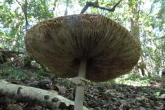 Macrolepiota zeyheri