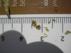 Eleocharis engelmannii