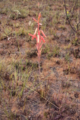 Aloe kniphofioides
