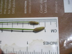 Eleocharis engelmannii