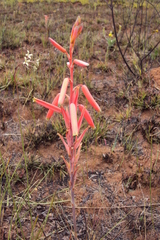 Aloe kniphofioides