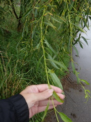 Salix acutifolia