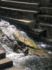 Ardea alba