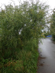 Salix acutifolia