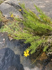 Coreopsis pulchra