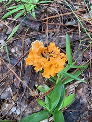 Craterellus odoratus