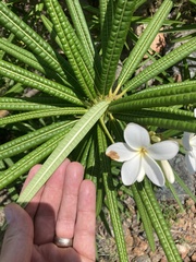 Plumeria alba