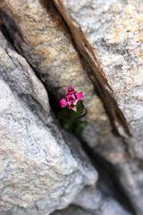 Sonderothamnus petraeus