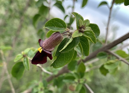Black Sunbell