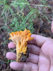 Craterellus odoratus