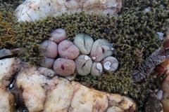 Conophytum truncatum