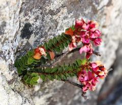 Sonderothamnus petraeus