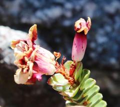 Sonderothamnus petraeus